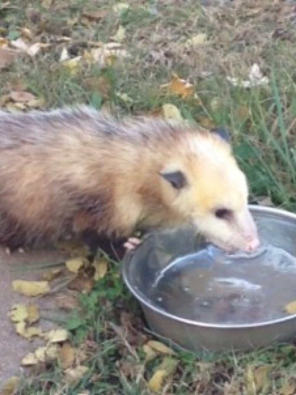 PLEASE!! Put out Water!!! Save some lives!!! - DO NOT BUY LISTING